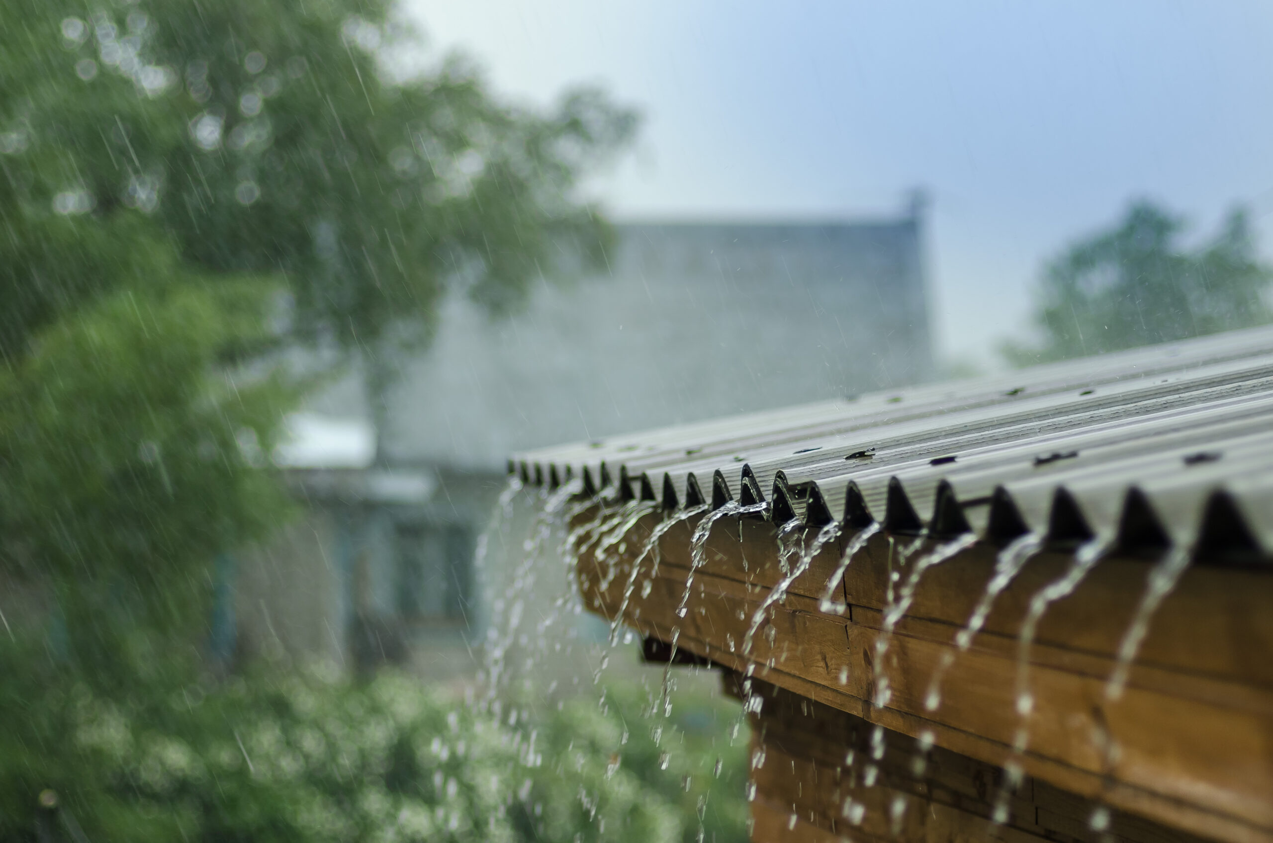 fall rain rain scaled The Autumn Rain, The Pests, and You