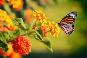 less scary butterfly Beautiful,Image,In,Nature,Of,Monarch,Butterfly,On,Lantana,Flower.