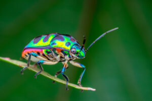 less scary colorful One,Beautiful,Jewel,Bug,(chrysocoris,Patricius),Natural,Macro,Photography
