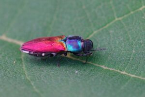 less scary jewel Detailed,Closeup,On,A,Colorful,European,Mediterranean,Jewel,Beetle,Anthaxia