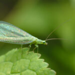less scary lacewing Why Are Some Pests Less Scary Than Others?