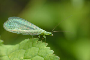 less scary lacewing A,Small,Tiny,Butterfly,Green,Lacewings,,Chrysopidae,With,Thin,Transparent