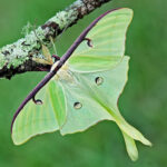less scary luna moth Why Are Some Pests Less Scary Than Others?