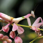 less scary orchid mantis Why Are Some Pests Less Scary Than Others?