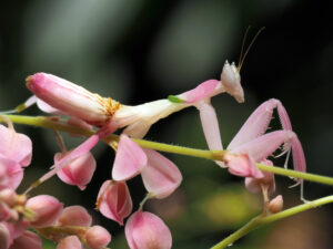 less scary orchid mantis Flower,Mantis,,Walking,Mantis,,Orchid,Mantis