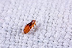 secondhand fleas Fleas,On,A,Background,Of,White,Fabric,Close-up.,Destruction,Of