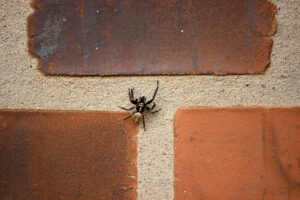 spider man tobey 1 wall Spider,Climbing,On,The,Red,Brick,Wall