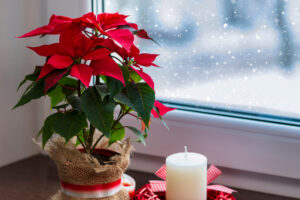 holiday decor florals Red,Poinsettia,,A,Traditional,Christmas,Flower,In,The,Winter,Window.