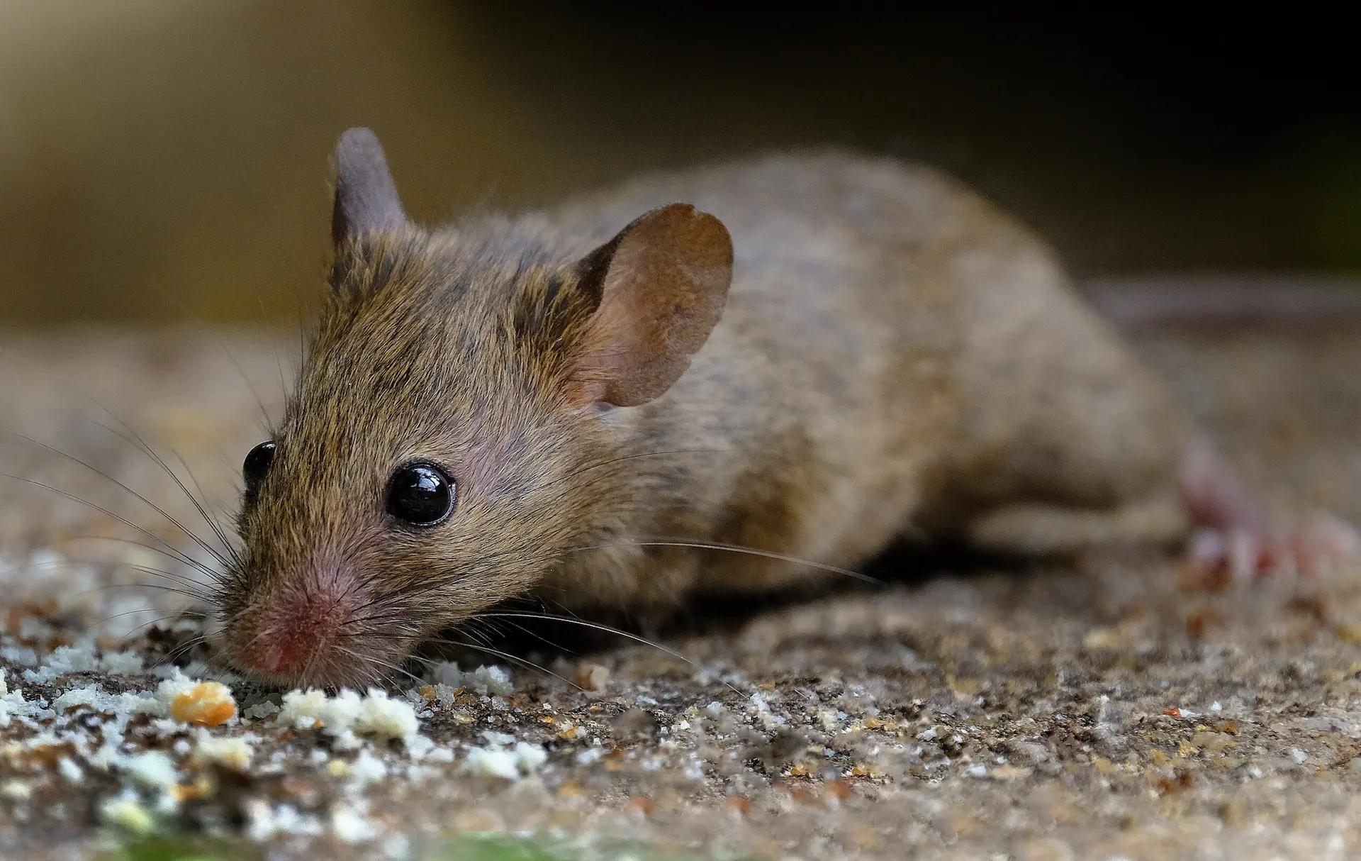 Close-up image of a house mouse searching for food indoors
