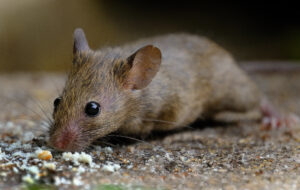 shutterstock 1502660417 House,Mouse,Feeding,In,Urban,House,Garden,On,Seed,Meant