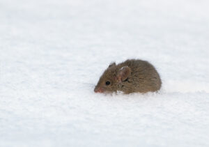 worst winter cover House,Mouse,(mus,Musculus)