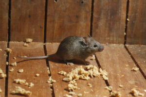 worst winter mice House,Mouse,,Mus,Musculus,,Midlands,,Uk