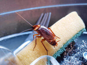 worst winter roaches Cockroaches,On,The,Dishwasher,Sponge,The,Dirty,Sink,Has,Nasty