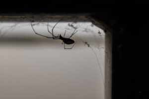 worst winter spider A,Spider,On,A,Web