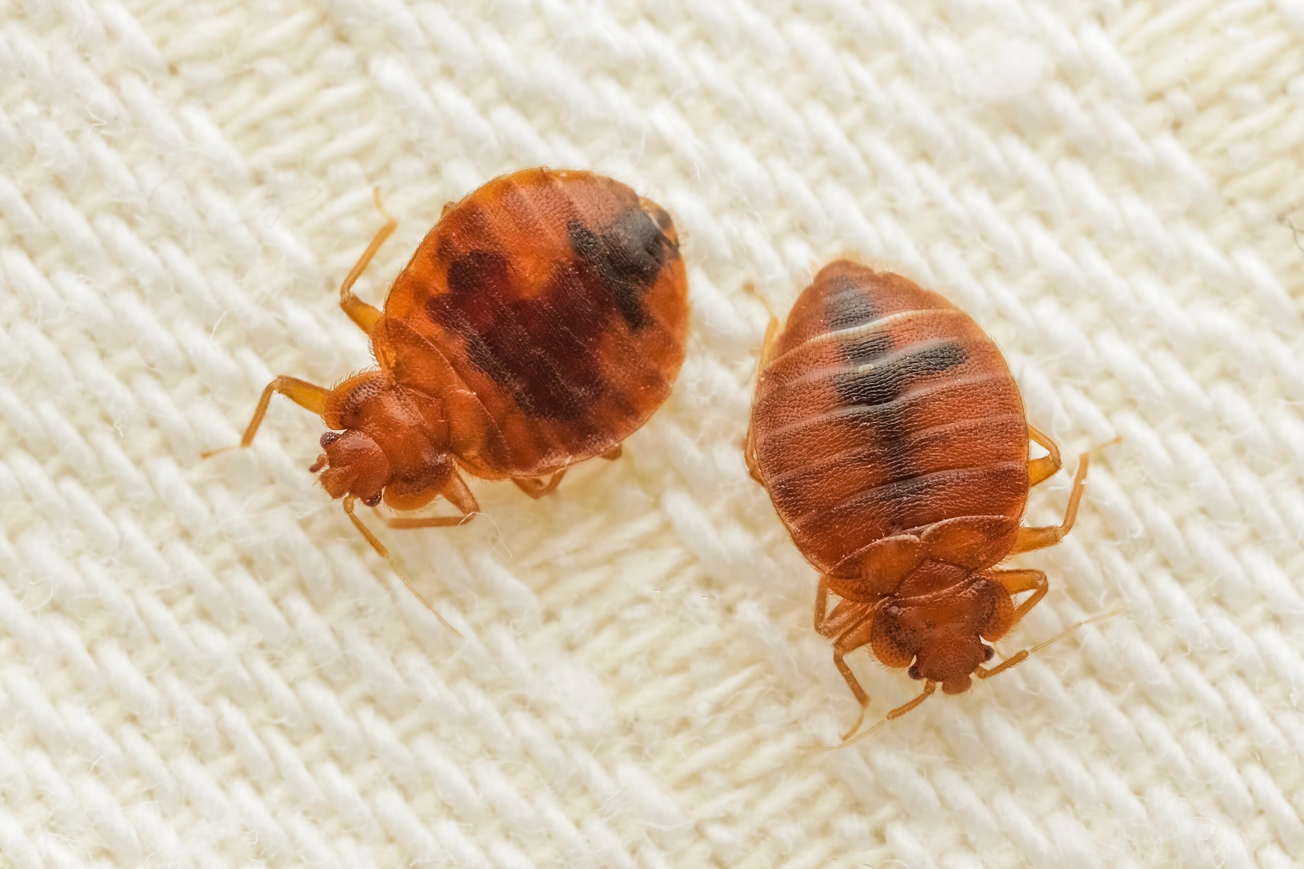 bed bug cover scaled Actions to Take Before Receiving Professional Bed Bug Services