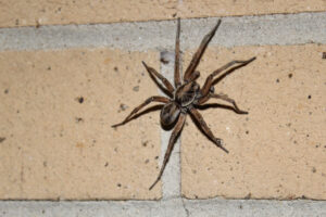 spider scents Wolf,Spider,On,A,Brick,Wall