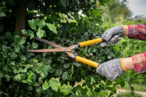 superbowl yard Gardener,Using,A,Scissor,To,Shearing,And,Pruning,Plants,In