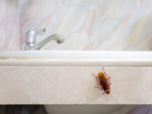 why roaches cover Close-up,Image,Of,Cockroach,In,House,On,Background,Of,Water