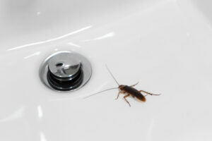 why roaches moisture Cockroach,In,The,Bathroom,On,The,Sink.,The,Problem,With