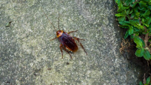 why roaches yard The,American,Cockroaches,Bug,Or,(periplaneta,Americana,-,In,Latin),