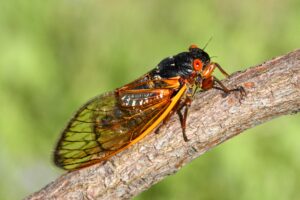cicadas basic 17,Year,Cicada,(magicicada),Perched,On,A,Stick,With,A