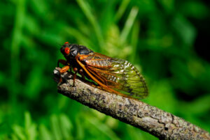 cicadas cover A,17-year,Cicada.,They,Live,Underground,In,Their,Nymph,Stage