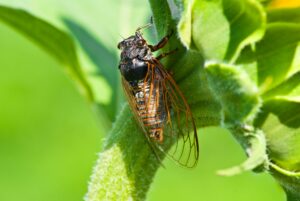 cicadas emergence Big,Cicada,Sitting,On,A,Flower