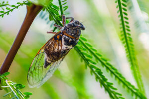 cicadas great Cicada,Insect.,Cicada,Closeup,On,A,Branch,In,Its,Natural