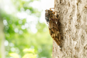 cicadas record Large,Brown,Cicada