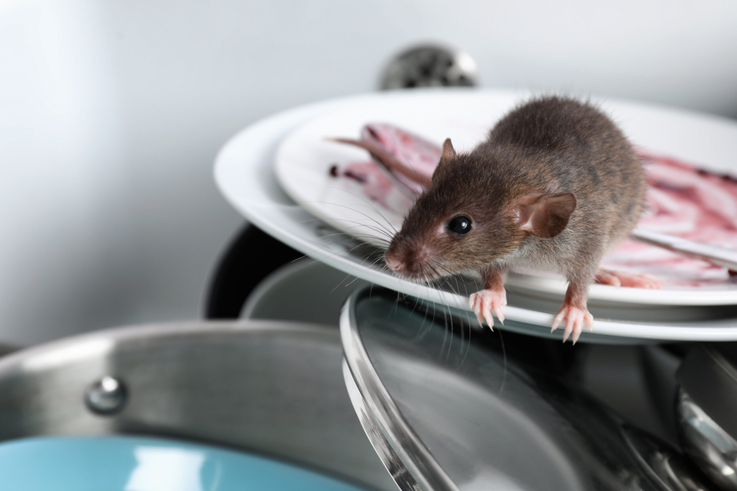 prevent rodents cover scaled How To Prevent Rodents From Invading Your Home — No Cheese Required!