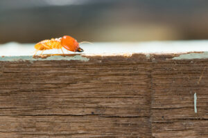 Termite on wood Termites,Damage,Home,,Macro,Close,Up,Termites,On,Wooden,Background