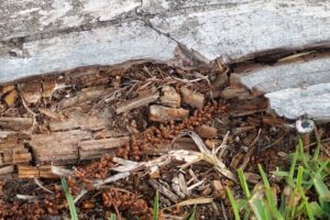 Termites crawling through damaged wood