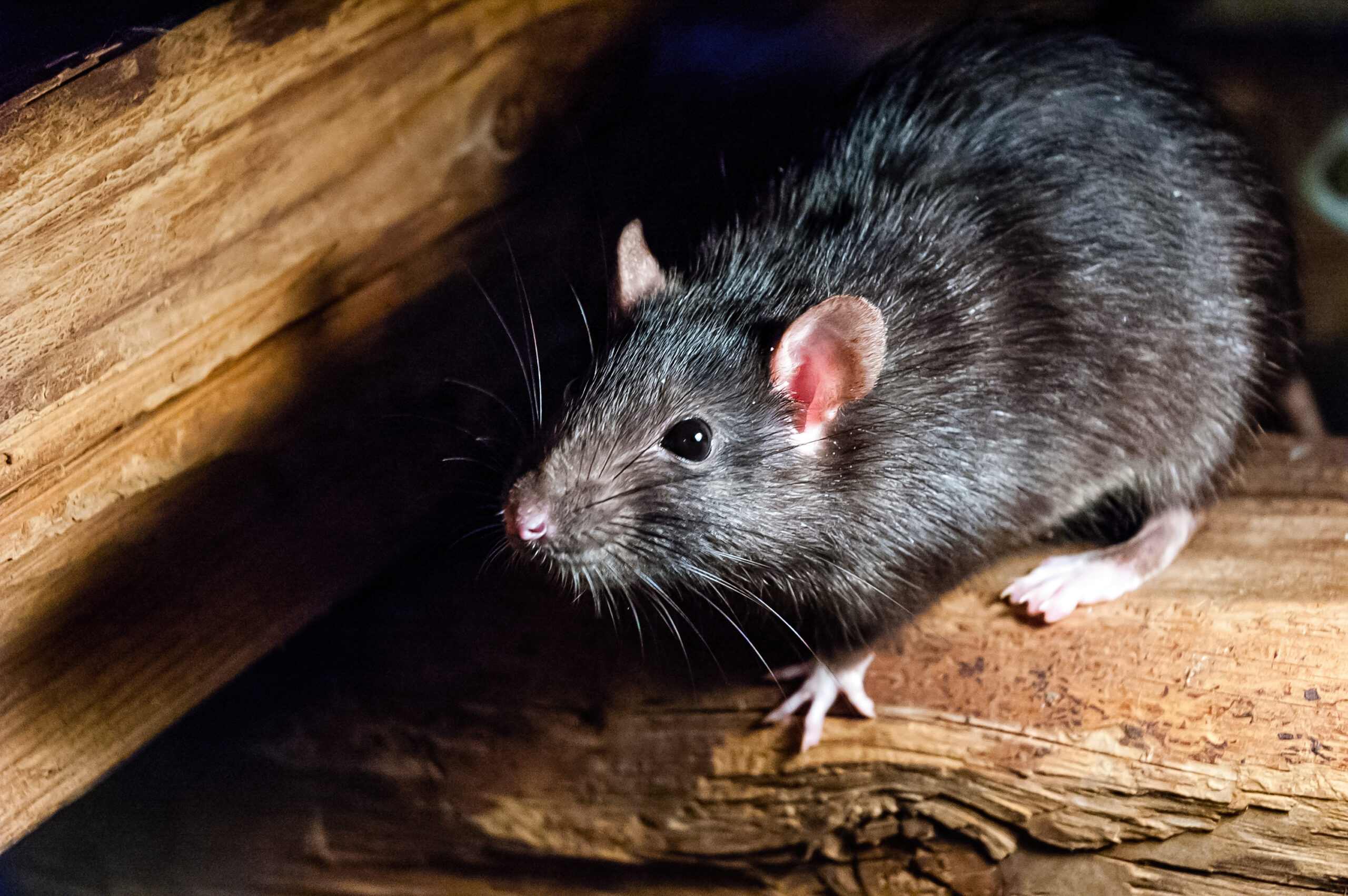 rat simulator cover scaled The Rat Simulator Video Game: Is It Factual Or Fantasy?