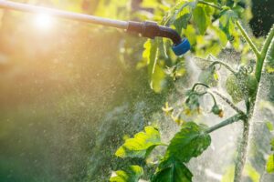 pet pest a note Spraying,Tomato,Plant,With,Blooming,Against,Infection,Disease,By,Sprinkler.