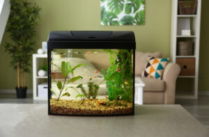 pet pest after Beautiful,Aquarium,On,Table,In,Room