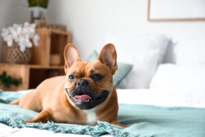 pet pest during Cute,French,Bulldog,Lying,On,Bed,At,Home,,Closeup