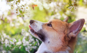 pet pest pets Cute,Red,Dog,Corgi,Puppy,Sitting,In,A,Sunny,Spring