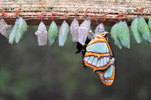 mb faq butterflies turn Rows,Of,Butterfly,Cocoons,And,Newly,Hatched,Butterfly.
