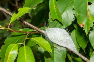 mb faq cocoons Cocoon,Of,The,Cecropia,Moth,-,Hyalophora,Cecropia