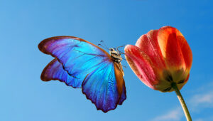 mb faq cover Bright,Colorful,Blue,Morpho,Butterfly,On,A,Tulip,Flower,Against