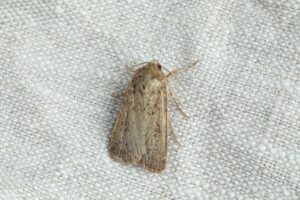 mb faq moths do Single,Paradrina,Clavipalpis,Moth,On,White,Cloth