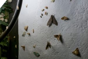 mb faq moths light Many,Moths,On,A,White,Wall,Of,A,House,Near