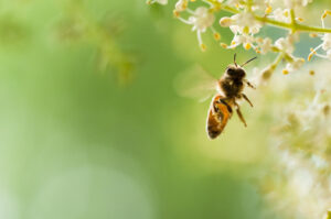 msb bees appearance Flying,Honey,Bee