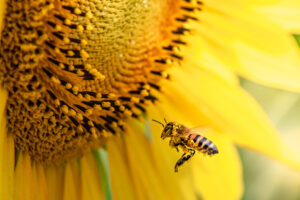 msb bees cover Honey,Bee,Pollinating,Sunflower,Plant