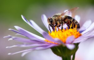 msb bees flowers Detail,Of,Honeybee,In,Latin,Apis,Mellifera,,European,Or,Western