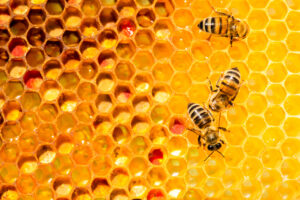 msb bees honey 1 Closeup,Of,Bees,On,Honeycomb,In,Apiary,-,Selective,Focus,