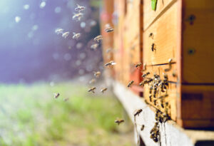 msb bees pheromones Close,Up,Of,Flying,Bees.,Wooden,Beehive,And,Bees.