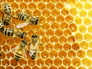 msb bees winter Close,Up,View,Of,The,Working,Bees,On,Honey,Cells