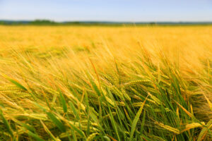 makes animal farmers Barley,Crop,Field,Close,Up.,Beautiful,Yellow,Field
