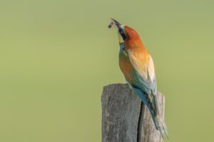 makes animal pest types European,Bee-eater,Perched,On,A,Wooden,Pole,Holding,A,Bug